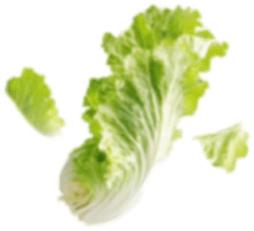 Letuce