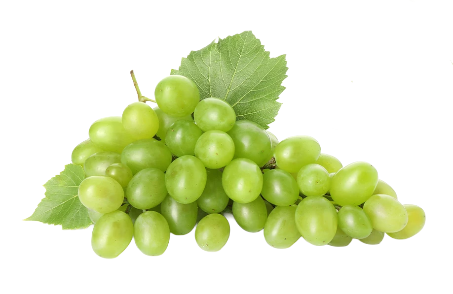 Rezaki