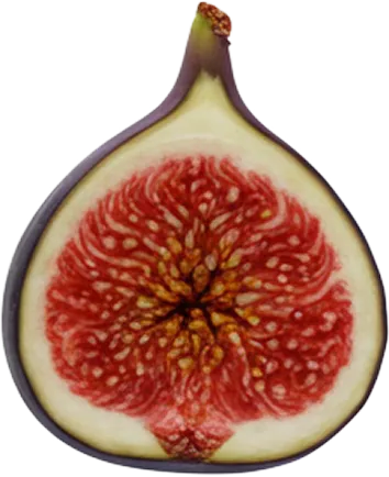 Fruits